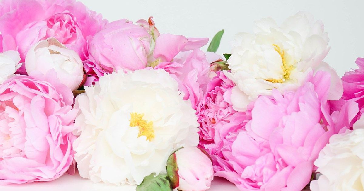 hình nền hoa mẫu đơn