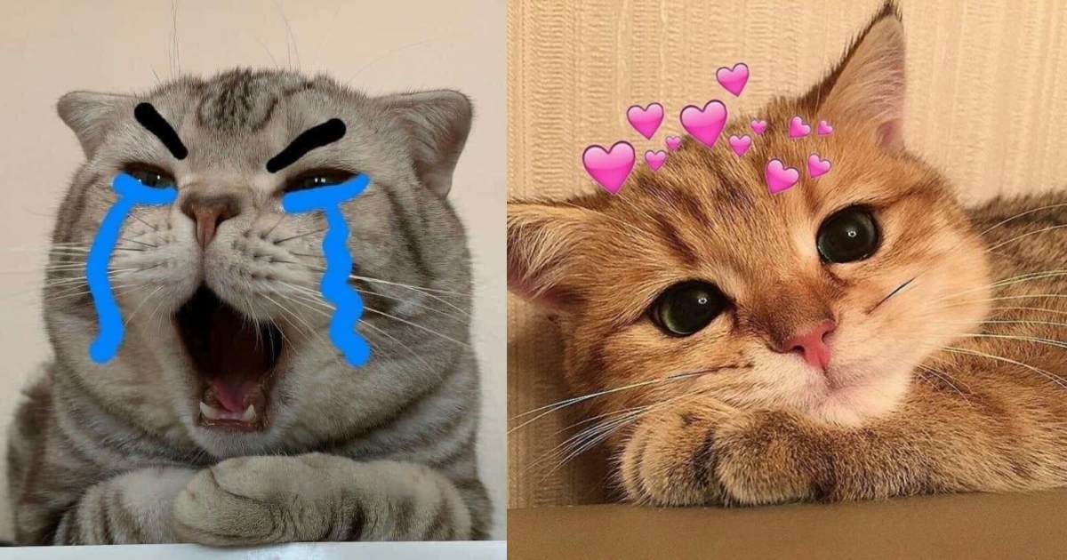 meme mèo cười đểu, haha, nhếch mép, chỉ tay nham hiểm